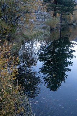 Çam ağaçları, çimenler ve dağlarla yansıtıcı dağ gölü