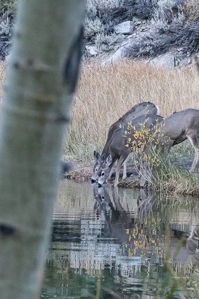 Troupeau de cerfs reflétés dans le lac où ils boivent — Photo