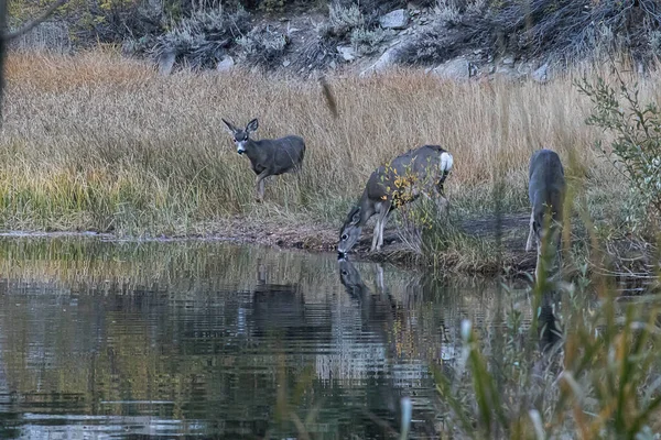 Rebanho de veados refletido no lago eles estão bebendo de — Fotografia de Stock