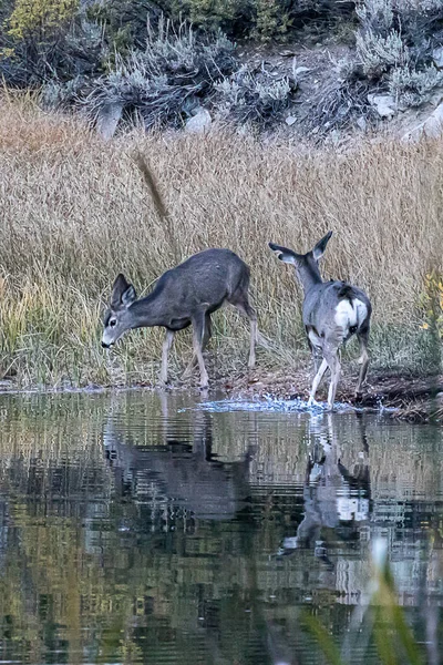 Rebanho de veados refletido no lago eles estão bebendo de — Fotografia de Stock
