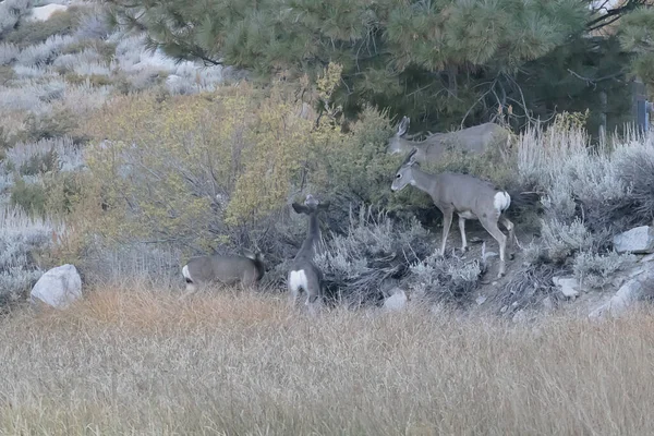 Grupo de ciervos pastando en arbustos y hierba en el borde del bosque — Foto de Stock