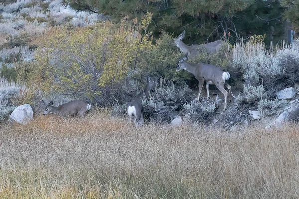 Grupo de ciervos pastando en arbustos y hierba en el borde del bosque — Foto de Stock