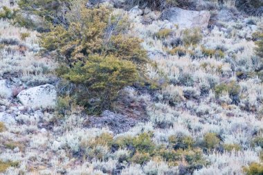 Yamaçta ağaçlarla kaplı çalıları fırçala.