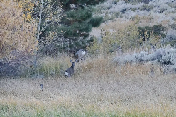 Grupo de ciervos pastando en arbustos y hierba en el borde del bosque — Foto de Stock