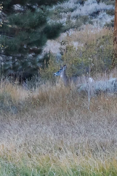 Piccola cerva al pascolo tra il bosco e il prato — Foto Stock