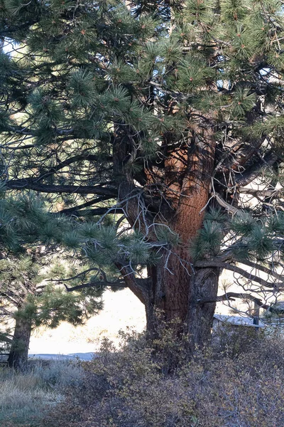 Closeup of a ponderosa pine tree with under brush — Stock Photo, Image