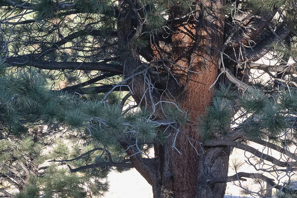 Primer plano de un pino ponderosa con bajo el pincel — Foto de Stock
