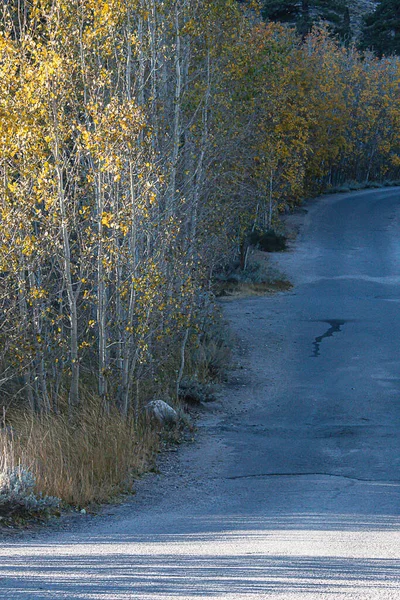 aspen lined road through camp ground in early morning