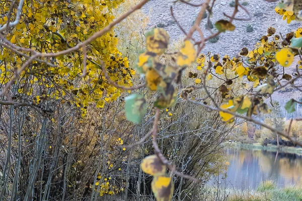 Ramas de álamo con hojas doradas a lo largo de la orilla del lago — Foto de Stock