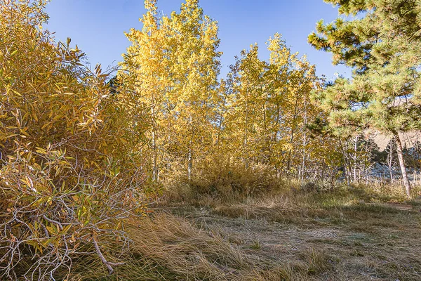 Álamo dourado árvores em torno de pequeno prado gramado — Fotografia de Stock