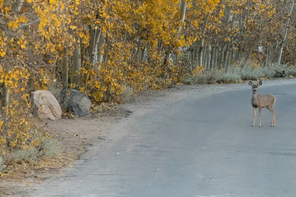 Un solo cerbiatto che attraversa la strada in un bosco di pioppi — Foto Stock