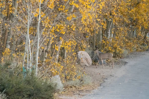 Un solo cervatillo cruzando la carretera en un bosque de álamo — Foto de Stock