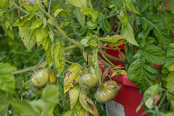 large green tomato plant with growing in red plastic