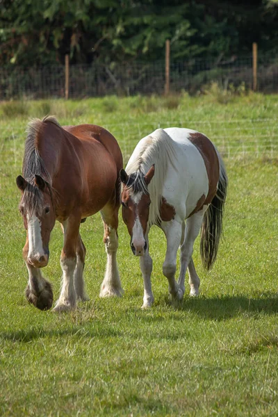 Deux beaux chevaux debout sur le champ vert — Photo