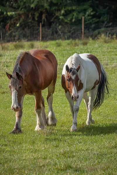 Due bellissimi cavalli in piedi sul campo verde — Foto Stock