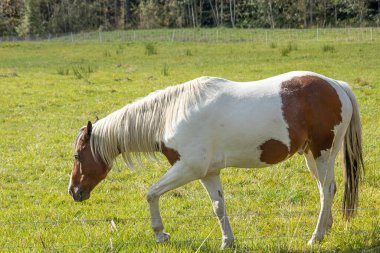Kahverengi ve beyaz at yeşil çimlerde yürüyor ve otluyor