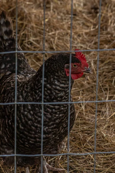 Mörk kyckling med rött huvud i gårdsmiljö under sommaren — Stockfoto