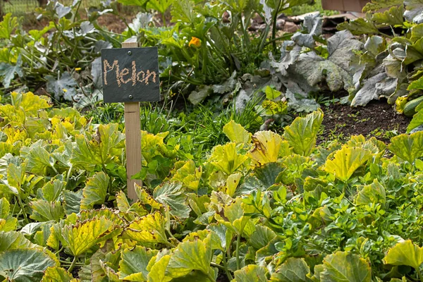 slate sign with chalk writing marks melon growing in garden