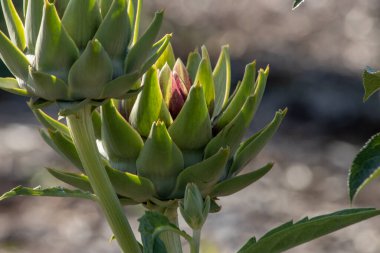 Bahar başında enginar bitkileri çiçek açmaya başlar.