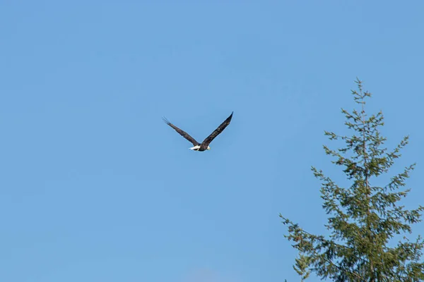 a bald eagle flying away from the camera in blue sky