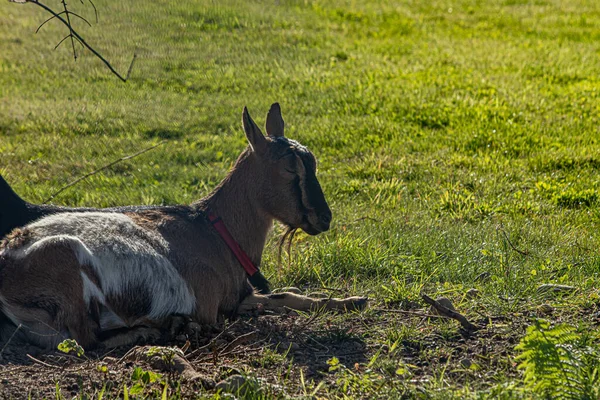 Cabra puesta y descansando en el sol — Foto de Stock