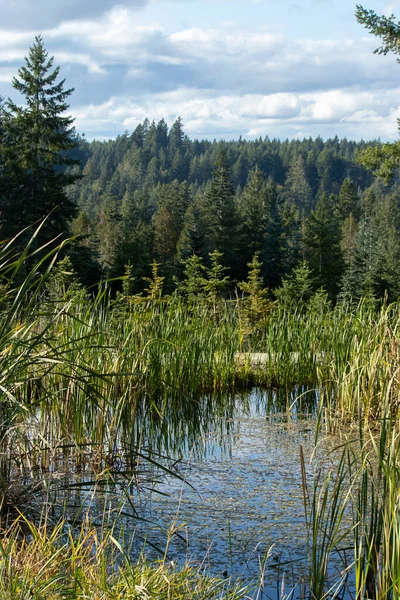 Ein kleiner, reflektierender Teich vor Waldhügeln — Stockfoto