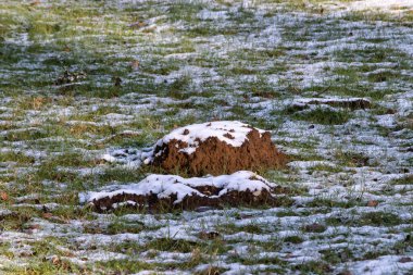 Bir çimenlikte hafif donmuş bir köstebek tepesi