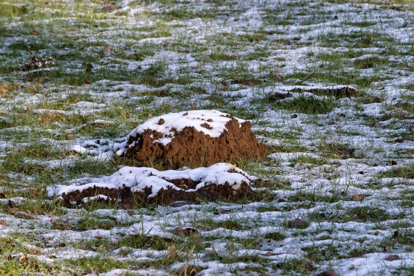 Revestimento de neve uma colina toupeira em um gramado gramado — Fotografia de Stock