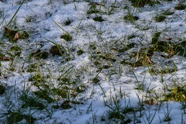 Źdźbła trawy przedzierające się przez topniejący śnieg — Zdjęcie stockowe
