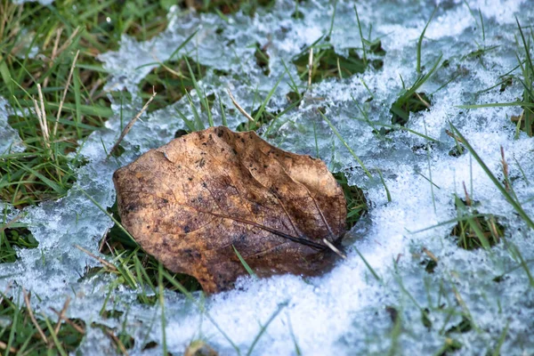 Zbliżenie wysuszonego liścia w topniejącym śniegu — Zdjęcie stockowe