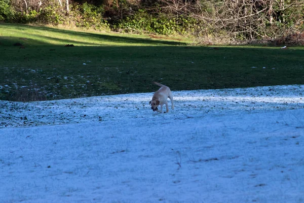 Ein glücklicher goldener Labrador spielt im Schnee — Stockfoto