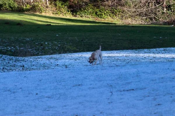 Ein goldener Labrador spielt im schmelzenden Schnee — Stockfoto