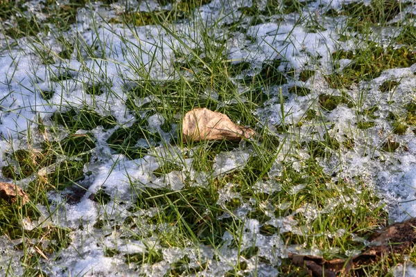 Trawa przechodząca przez topniejący śnieg wokół liścia — Zdjęcie stockowe