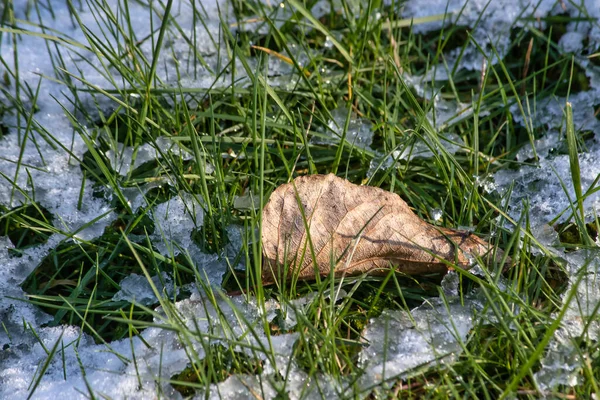 Zbliżenie wysuszonego liścia w topniejącym śniegu na trawie — Zdjęcie stockowe