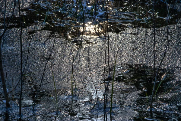 Текстурированный ледяной пруд с камышами в зимнее утро — стоковое фото