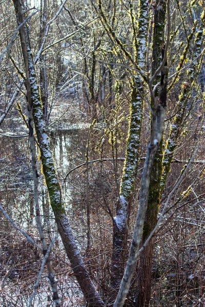 冬の木の横に輝く緑の苔が — ストック写真