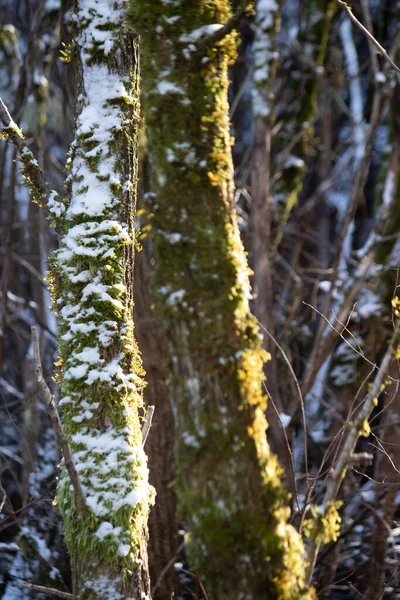 Sol catcning el borde del musgo en árboles nevados — Foto de Stock