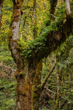 Kalın yosun ve eğrelti otları ağaçta yetişiyor.