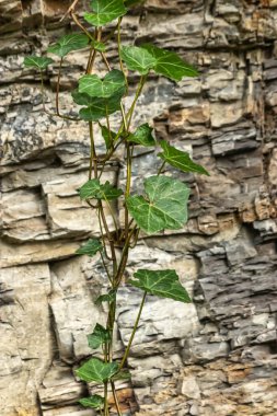 Taş duvarın önünde sarmaşık sallanıyor.