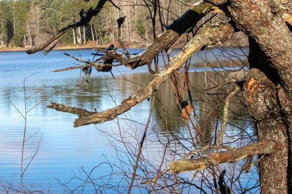 Λυγισμένο δέντρο στην άκρη της λίμνης με τραχύ φλοιό — Φωτογραφία Αρχείου
