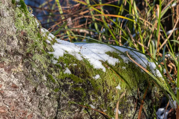 Śnieg lekko pokrywający zielony mech na drzewie — Zdjęcie stockowe