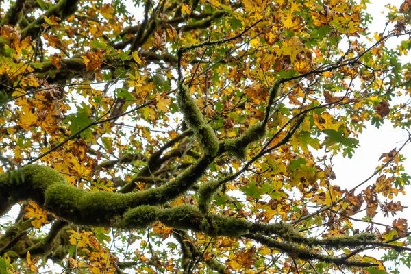 Mossiga gamla träd toppar av gamla tillväxt lönnar i höst — Stockfoto