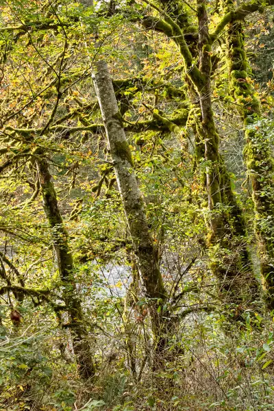 Ярко-зеленые деревья над рекой — стоковое фото