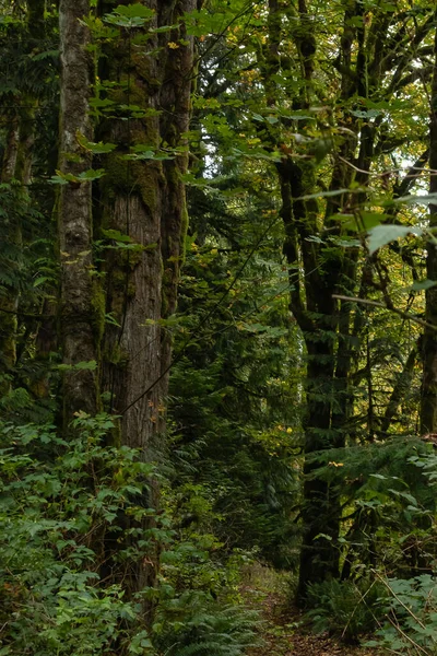 Büyük eğreltiotu ile koyu yeşil yosun ormanı — Stok fotoğraf