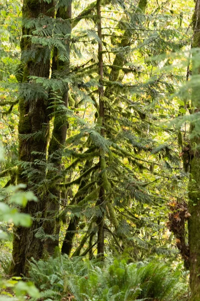 Bosque cubierto de musgo verde brillante con helecho —  Fotos de Stock