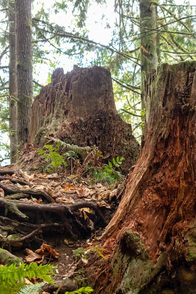 Twee rottende boomstronken midden in het bos — Stockfoto