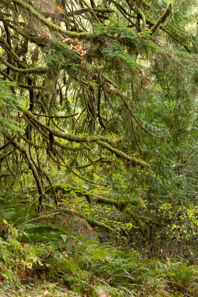 Musgo grueso y helechos en el bosque —  Fotos de Stock