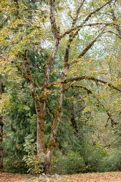 Мхов желтый клен в осеннем парке — стоковое фото