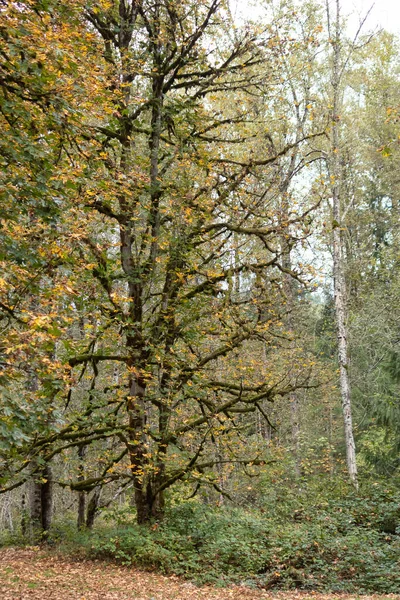 Grandes árboles de arce de otoño en el borde del parque — Foto de Stock