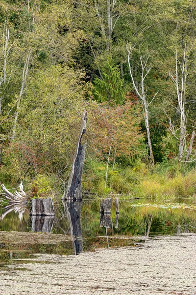 Baumstämme ragen aus einem grünen Teich — Stockfoto